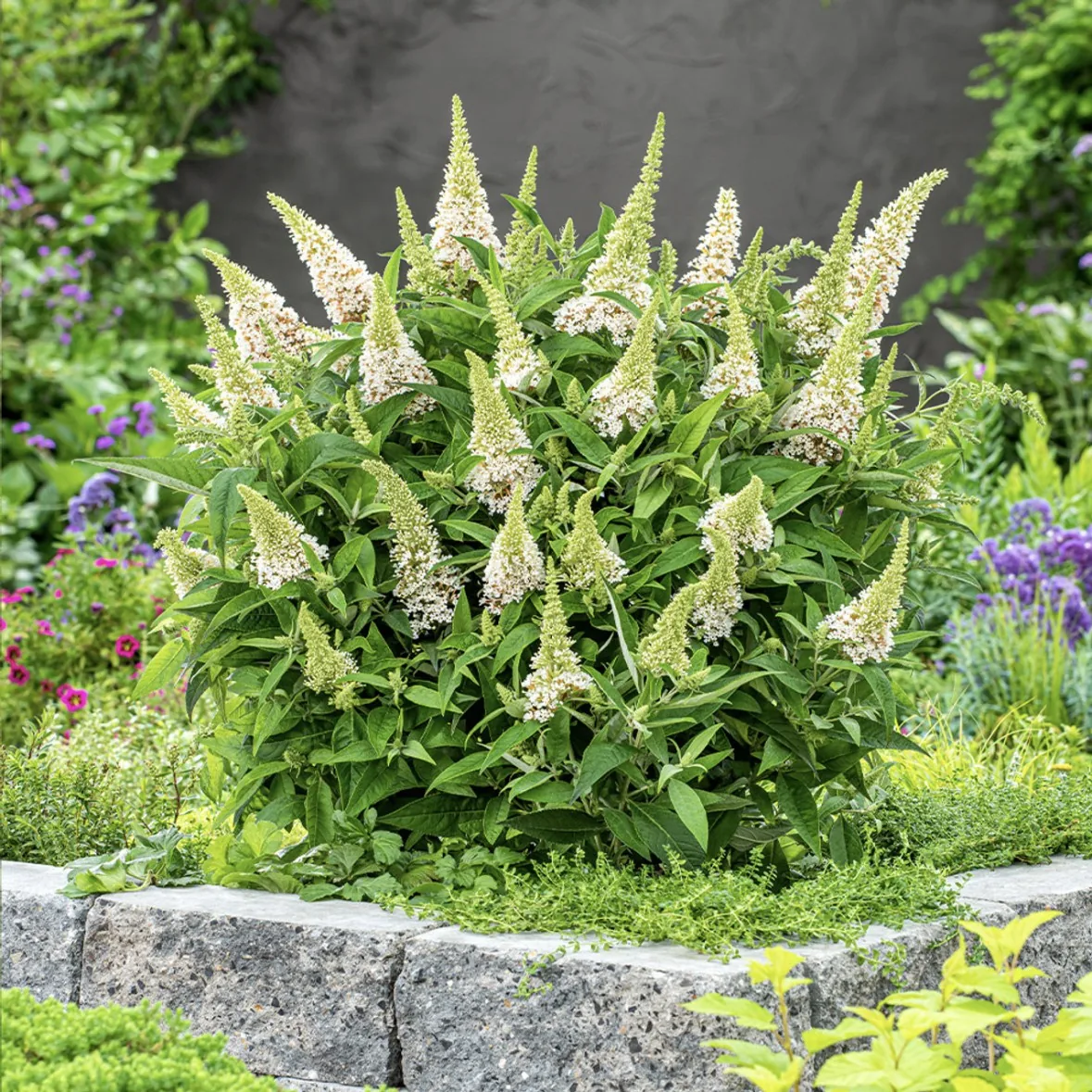 붓들레아 화이트